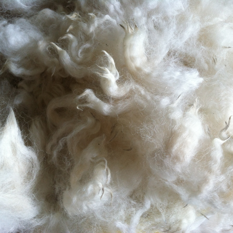 Carlyle's fleece
