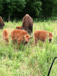 Buffalo calves