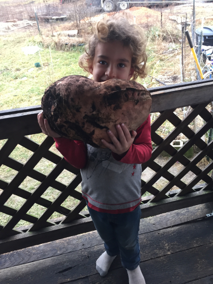 Our All-time Record Sweet Potato - 13 lbs!!!