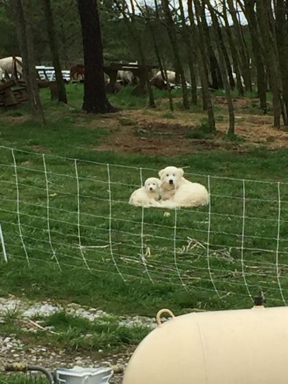 The new Pyrenees puppies snuggling