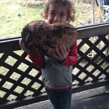 Our All-time Record Sweet Potato - 13 lbs!!!