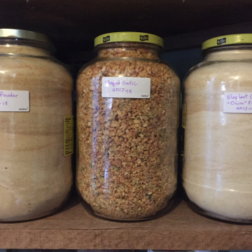 Garlic Powder, Elephant "Onion" Powder - Homegrown Solar-Dried Elephant Garlic, Sweet and Mild
